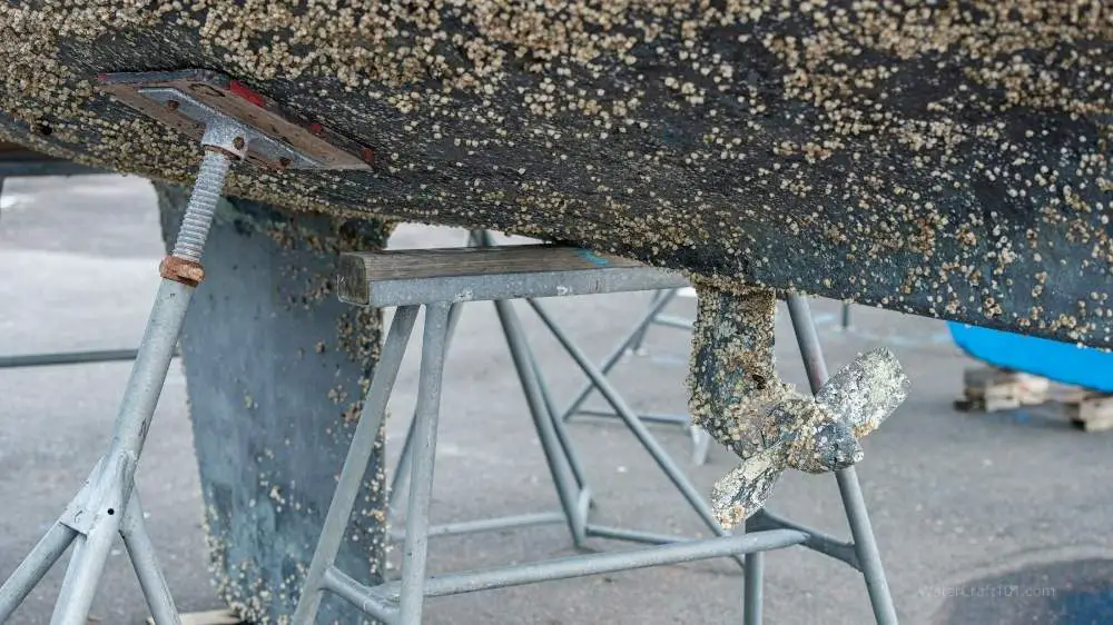 Barnacles on bottom of boat: Tips to Remove Barnacles