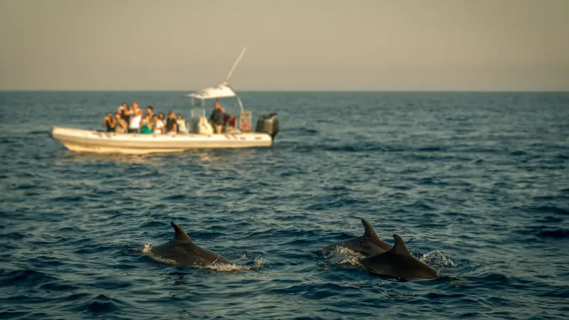 The Playful Nature of Dolphins