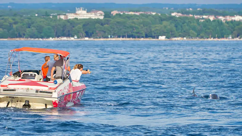 Observing Dolphins from a Boat: Guidelines and Responsible Practices