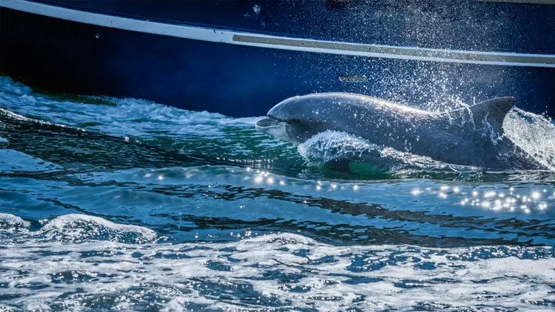 ​​Boat-Dolphin Interactions: Potential Risks and Challenges